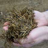 Silage auf Händen